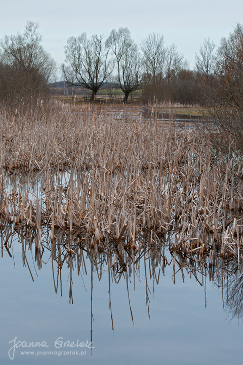 011_Biebrza - kwiecien 2013.jpg